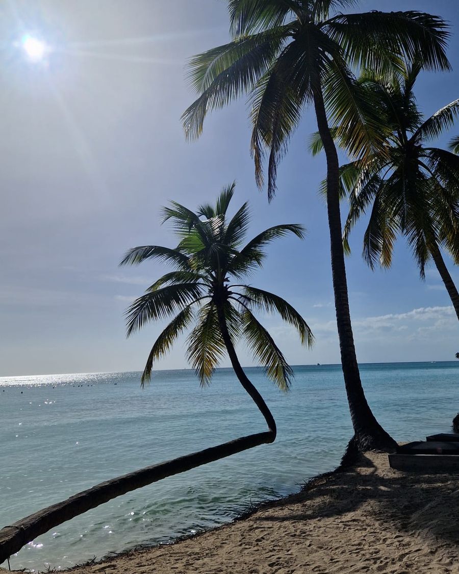 Palmeras sobre la playa y el mar Caribe en calma en Bayahíbe