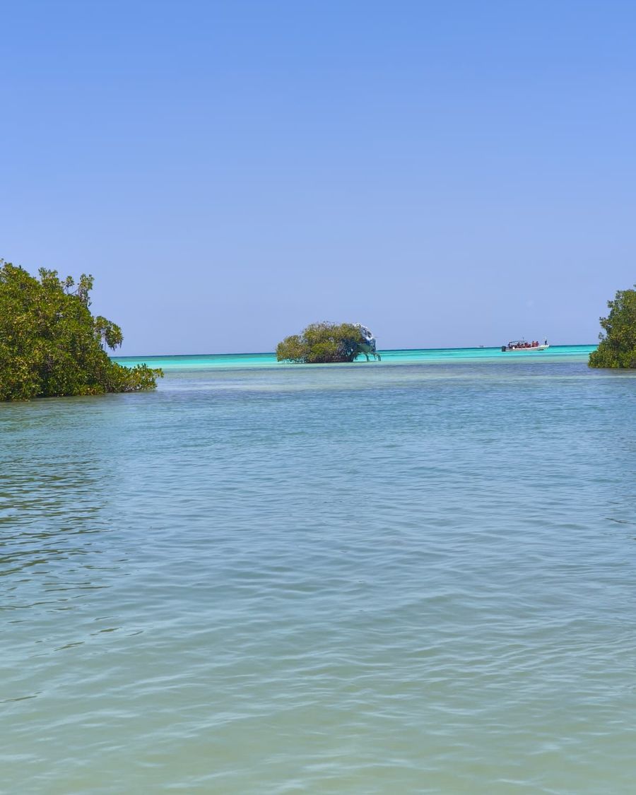 Manglares y agua turquesa en la zona de Bayahíbe