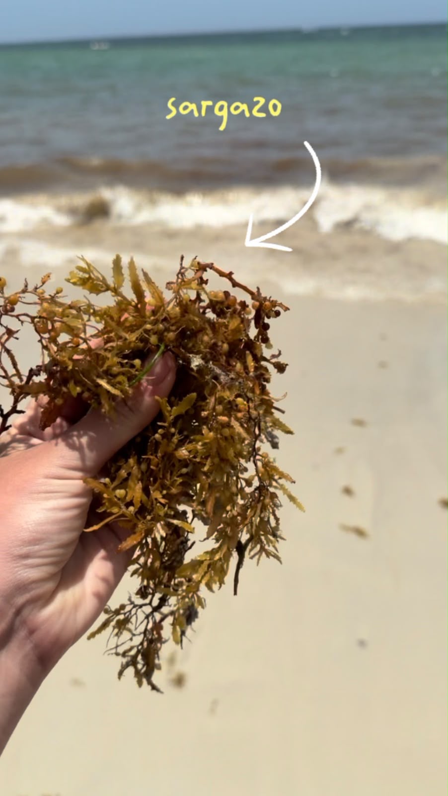 Mano sosteniendo sargazo en la playa